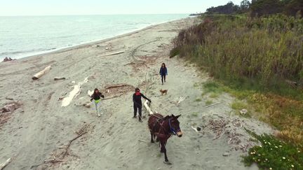 La plage d'Aléria nettoyée grâce à des mulets. (CAPTURE D'ÉCRAN FRANCE 3)