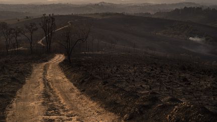 Le Juquery State Park, dans la région de Sao Paulo, au Brésil, dévasté en partie par un incendie, le 25 août 2021. (GUSTAVO BASSO / NURPHOTO / AFP)