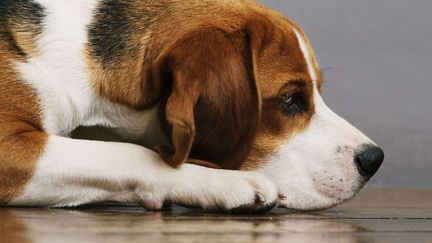 Le beagle de la famille Woodbroke est mort en avril 2015. Luke, 3 ans, et sa m&egrave;re n'ont cess&eacute; de lui &eacute;crire depuis. (MIKAEL BUCK / REX / SIPA)