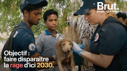 La Birmanie s’est lancée le défi de vacciner tous les animaux errants contre la rage d’ici 2030. L’objectif est de lutter contre la grande mortalité de ces derniers, mais aussi des habitants qui se font mordre et infecter.