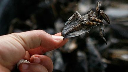 La Lethocerus indicus est une punaise très prisée dans le sud-est asiatique. On la trouve abondamment sur les marchés thaïlandais, frites avec des feuilles de citronnier. On peut également manger l'intérieur de l'animal en le trempant dans des sauces pimentées.
 
Actuellement, les criquets géants Patanga sont aussi très réputés. Au départ, ils n’étaient pas consommés en Thaïlande. Mais à la suite d’invasions qui ont ravagé les cultures de maïs dans les années 70, les insecticides n’étant pas parvenus à les éradiquer, le gouvernement a lancé une campagne pour promouvoir leur consommation. Aujourd’hui, frits ou fermentés dans une sauce comme le nuoc-mâm, ils sont devenus un mets très prisé. (REUTERS/Adrees Latif)