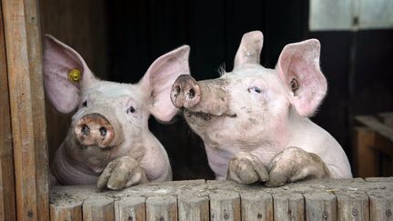 La peste porcine africaine a été détectée en Belgique, ce qui suscite l'inquiétude des éleveurs de porc frontaliers. (LO PRESTI / MAXPPP)