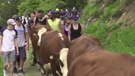 Agriculture : immersion avec les futurs alpagistes en Haute-Savoie (France 3)