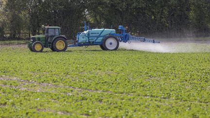 Insecticide et désherbant sur du colza. (MAXPPP)