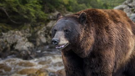 Un ours brun d'Europe. (illustration) (PHILIPPE CLEMENT / MAXPPP)