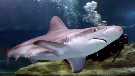 Un requin gris, dans l'aquarium Sea Life de Roquetas del Mar (Espagne).&nbsp; (FRANCISCO BONILLA / REUTERS)