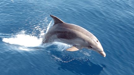 Un dauphin dans le golfe de Lava vers Ajaccio (Corse). (STEPHAN AGOSTINI / AFP)