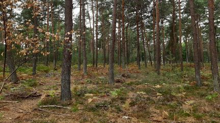 La forêt de Fontainebleau, en août 2020. (ANNE-LAURE BARRAL / RADIO FRANCE)