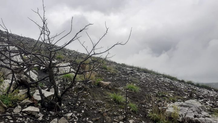 La terre reste noircie sur la montagne Saint-Michel. (GUILLAUME FARRIOL)