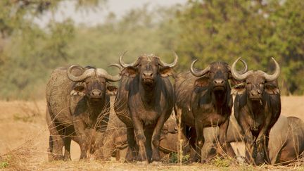 Des buffles au Parc national Mana Pools, au Zimbabwe, en 2014 (DAVID FETTES / CULTURA CREATIVE)