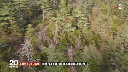 Les cèdres du Liban souffrent du réchauffement climatique (FRANCE 2)