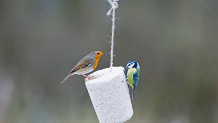 Un rouge-gorge et une mésange bleue se nourrissent dans un jardin en hiver.&nbsp; (EDUCATION IMAGES / UNIVERSAL IMAGES)