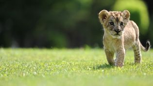 Un Lionceau Ca Ne Vaut Pas Une Fortune Comment Des Particuliers Parviennent A Denicher Des Fauves Au Marche Noir