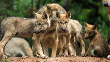 Des loups en Allemagne, le 14 juillet 2015. (REINER BERNHARDT / PICTURE ALLIANCE)