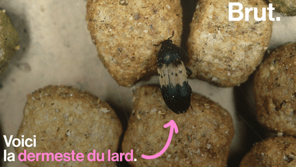 VIDEO. Le dermeste du lard, un insecte qui prête main forte aux musées (BRUT)