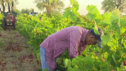 Vendanges : certains propriétaires font appel à des retraités (France 3)