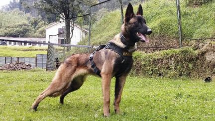 Wilson, le chien de sauvetage de l'armée colombienne, a disparu lors des recherches des enfants perdus dans la jungle. (HANDOUT / COLOMBIAN ARMY)