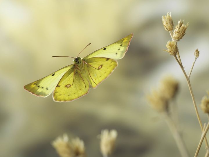 Soufré (Colias hyale) en vol&nbsp; (GHISLAIN SIMARD)