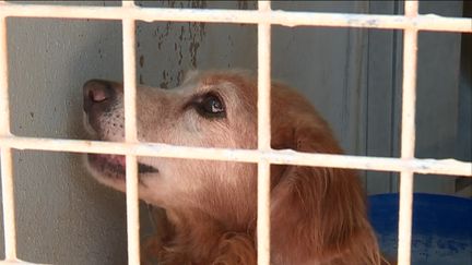 La france Championne d'Europe des abandons d'animaux