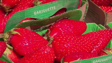 Alimentation : les fraises sont de retour ! (France 3)