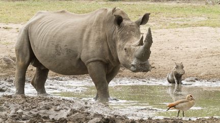 Un rhinoc&eacute;ros blanc dans le parc national&nbsp;Kruger, en Afrique du Sud, le 21 janvier 2014. (JEAN-JACQUES ALCALAY / AFP)