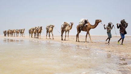 Pour les caravaniers et leurs montures, l’heure du retour a sonné. Ils quittent la dépression de Danakil en suivant toujours la rivière. (Reuters/Siegfried Modola)