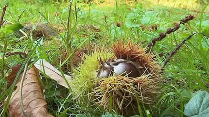 Alimentation : comment distinguer un marron et une châtaigne ?