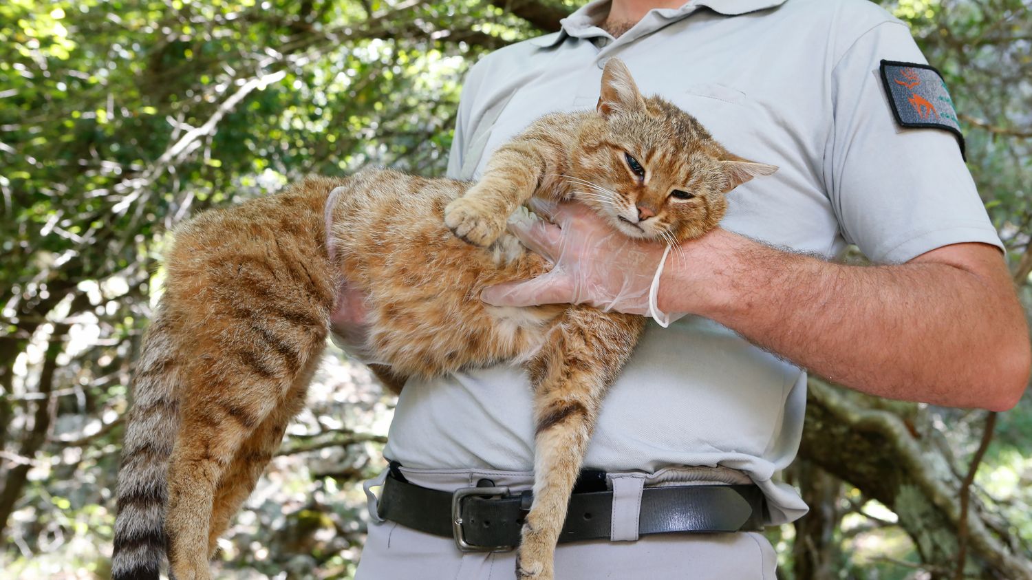 Chat Renard En Corse Cet Animal Existait Dans La Mythologie De Nos Bergers