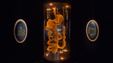 Le système digestif représenté à l'exposition "Microbiote" à la Cité des Sciences à Paris. (AFP)