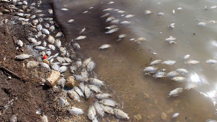 D'innombrables poissons morts flottent entre deux eaux ou s'échouent sur les rives du lac Wadi Kaam (nord-ouest de la Libye). Le 2 février 2019. (AYMAN AL-SAHILI / REUTERS)