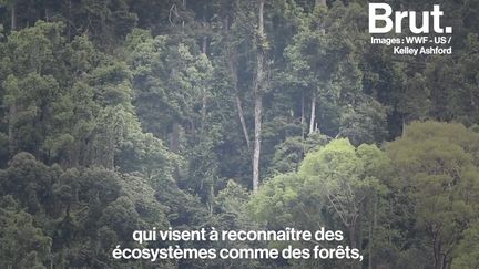 Nicolas Blain, juriste en droit international, se bat pour faire reconnaître les droits de la nature. Explications.