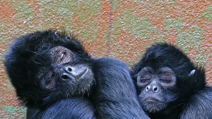 Deux at&egrave;les &agrave; t&ecirc;te brune au zoo d'Anvers (Belgique), le 10 avril 2014. ( YVES HERMAN / REUTERS)