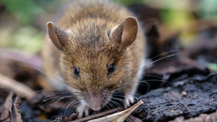 Le pays fait face à une invasion de souris qui détruit notamment les récoltes des agriculteurs. (MARK FAIRHURST / AVALON / MAXPPP)