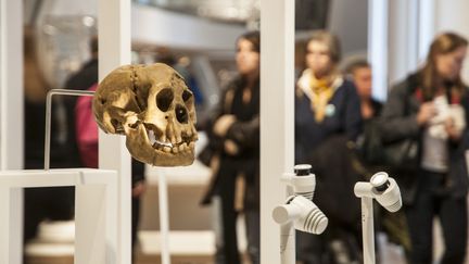 Des milliers de restes humains sont conservés au musée de l'Homme, à Paris. (ROLLINGER-ANA / ONLY FRANCE)