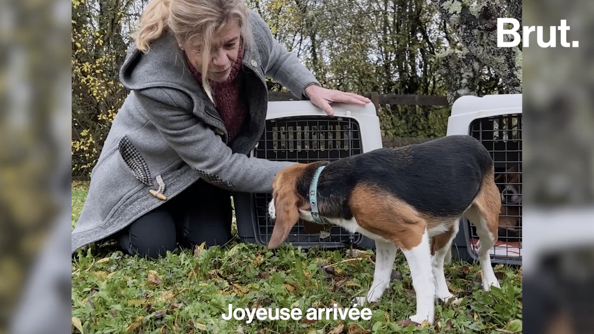 Vidéo. En France, de nombreux chiens beagles sont destinés à la recherche  en laboratoire