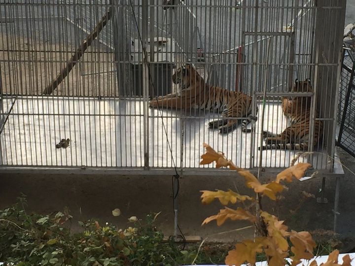 Des tigres du cirque Bormann dans leur cage, dans le XVe arrondissement de Paris, le 24 novembre 2017. (ALEXANDRE LECHENET / FRANCE TELEVISIONS)