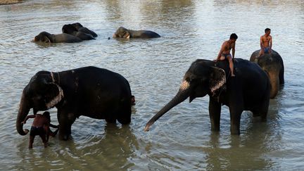 Des éléphants à Jaipur, en Inde, le 7 mai 2017. (VISHAL BHATNAGAR / NURPHOTO / AFP)