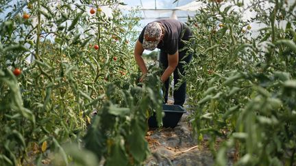 Une maraîchère récolte ses aubergines au milieu de plants de tomates, à le 27 juillet 2022, à Saint-Jean-de-Boiseau (Loire-Atlantique). (MAYLIS ROLLAND / AFP)