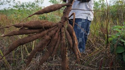 Le manioc et d'autres produits de base souffriront du changement climatique. Solution : diversifier les récoltes. (PIUS UTOMI EKPEI / AFP)