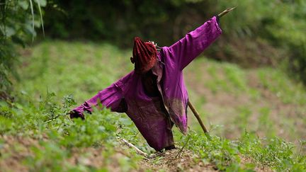 telles que les insecticides, les herbicides, les peintures, le traitement du bois et la conservation des aliments. (REUTERS / Jason Lee)