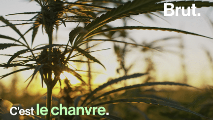 Elle est la cousine du cannabis et elle est l'une des premières plantes à avoir été domestiquées par l'homme. C'est le chanvre.