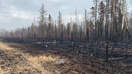 Il y a eu de nombreux feux de forêt autour d'Entwistle, dans la province d'Alberta au Canada, le 9 mai 2023. (ANNE-SOPHIE THILL / AFP)