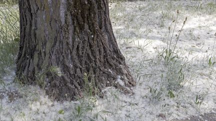 Les allergies aux pollens commencent à toucher les Français dès février. (JEAN-MARC LALLEMAND / MAXPPP)