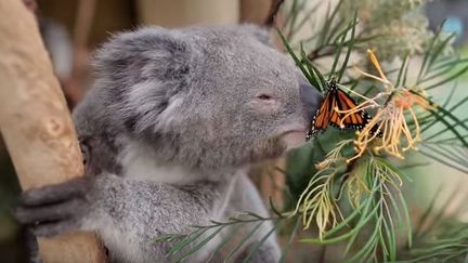 Quand un papillon rencontre un koala