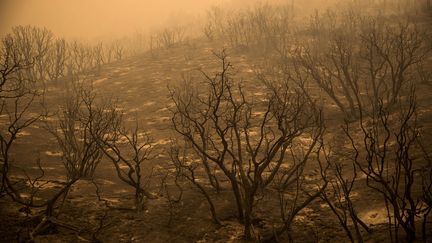 &nbsp; (Sequoia National Forest (Californie), août 2015. Après une série d'années sans pluie, des incendies ont ravagé la Californie, pendant l'été 2015. ©)