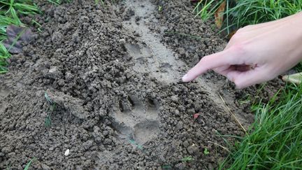 &nbsp; (Les analyses des empreintes laissées par le félin montrent qu'il ne s'agit pas d'un tigre © Maxppp)