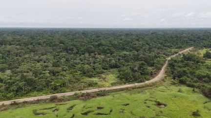 Environnement : les forêts du Congo, un poumon vert à préserver (France 2)