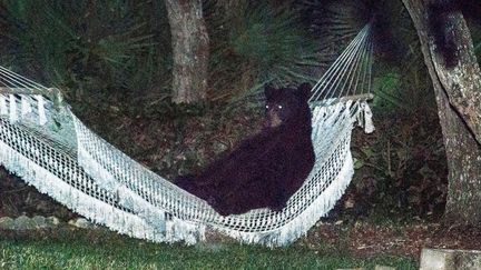 Un ours noir pos&eacute; dans un hamac &agrave; Daytona Beach (Floride, Etats-Unis), le 30 mai 2014. (RAFAEL TORRES / REUTERS)