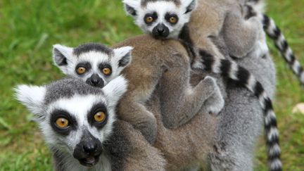 Un l&eacute;murien et ses deux b&eacute;b&eacute;s d&eacute;couvrent leur nouvel enclos au zoo de Marlow (Allemagne), le 10 mai 2012. (BERND WUSTNECK / DPA / AFP)