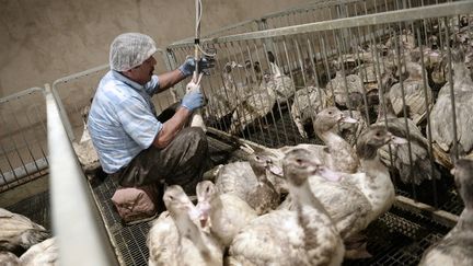 Un employ&eacute; gave des canards &agrave; Soultz-les-Bains (Bas-Rhin), le 18 novembre 2014. (FREDERICK FLORIN / AFP)